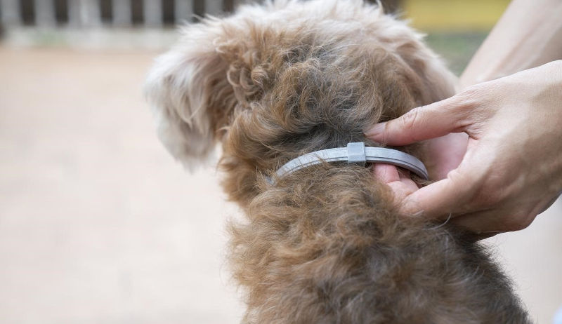 Collar antiparásitos para mascotas