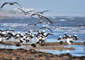 Pronóstico del tiempo extendido en Monte Hermoso y Sauce Grande