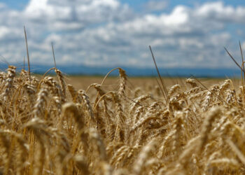 Trigo en la región pampeana