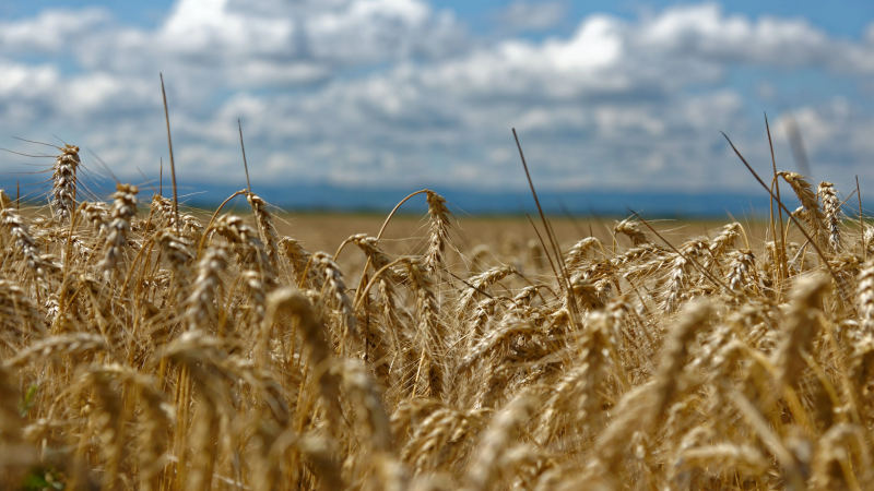 Trigo en la región pampeana