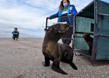 Casi tres semanas de rehabilitación. Devuelven al mar a un lobo marino herido por basura plástica