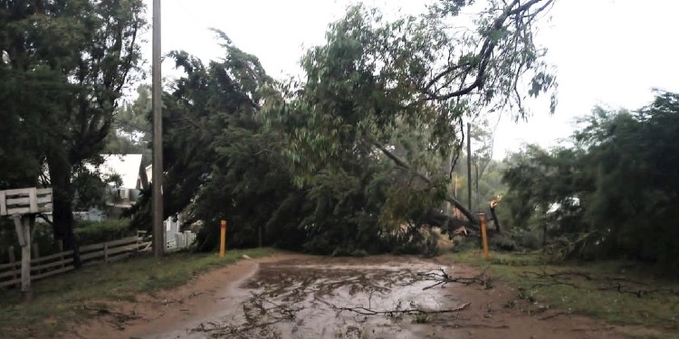 Arbol caído