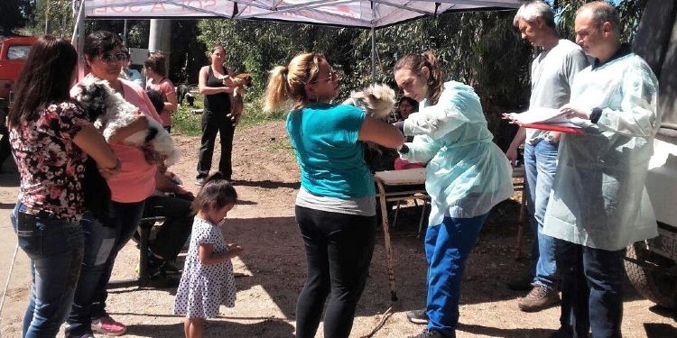 Castración de perros y gatos