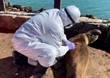 Lobos Marinos con gripe aviar