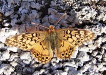 «Tarde de bichos» en el Museo de Ciencias Di Martino