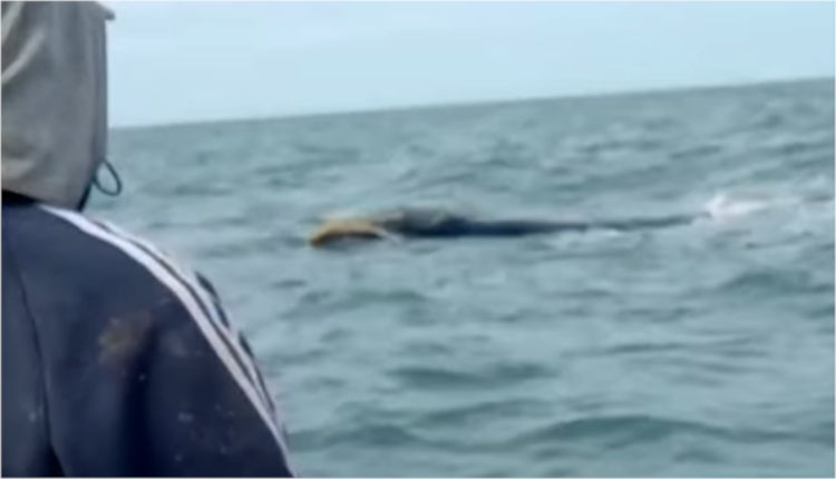 Pescadores se encuentran con ballenas en el mar cerca de Monte Hermoso