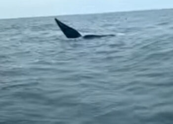Pescadores se topan con ballenas en Monte Hermoso