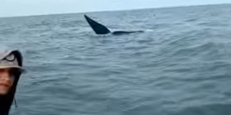 Pescadores se topan con ballenas en Monte Hermoso
