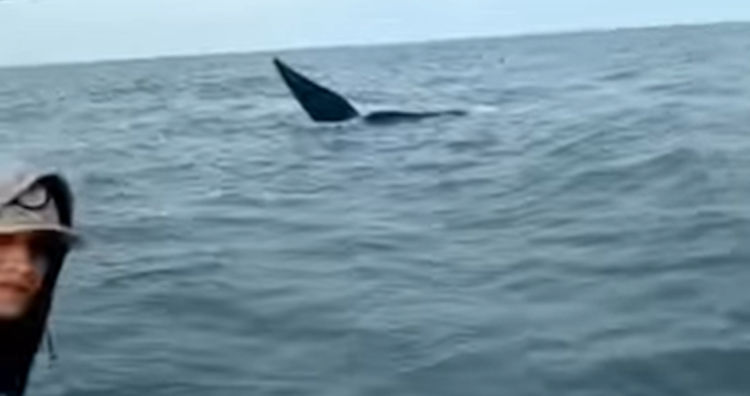 Pescadores se topan con ballenas en Monte Hermoso
