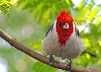 Cardenal de Copete Rojo