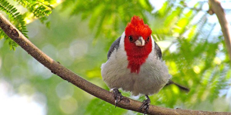 Cardenal de Copete Rojo