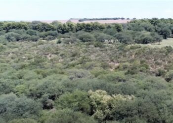 Lugar donde se esparcieron las cenizas de Favaloro