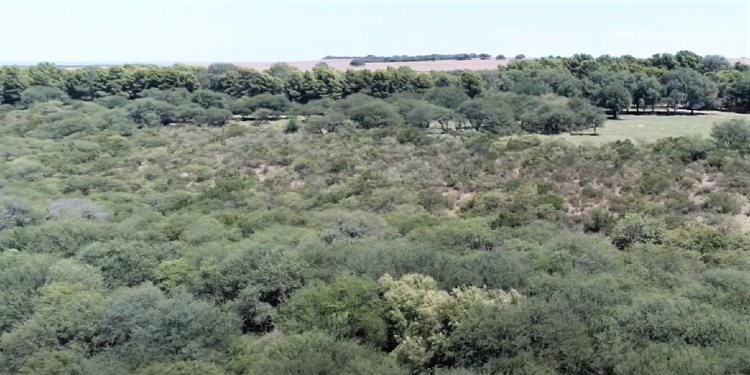 Lugar donde se esparcieron las cenizas de Favaloro