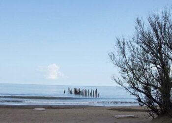 Tamariscos en la playa