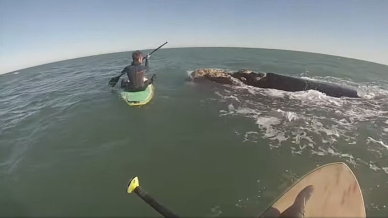 Deportistas juegan con ballenas en Monte Hermoso