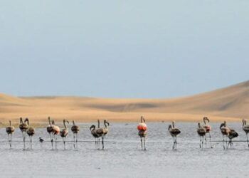 Desembocadura del Sauce