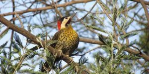 El carpintero real aves de nuestra región