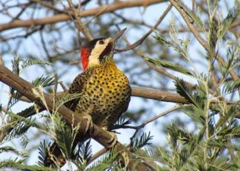 El carpintero real aves de nuestra región