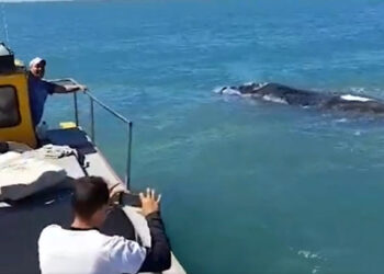 Encuentro de pescadores con ballena en Monte Hermoso
