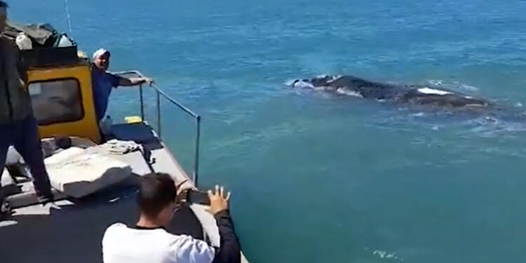 Encuentro de pescadores con ballena en Monte Hermoso