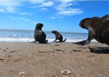 Sigue el alerta por la gripe aviar en fauna marina. Desde Bromatología responden todas las dudas
