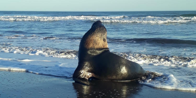 Logo marino en Monte Hermoso