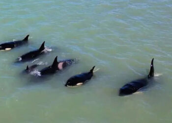 Paso de ballenas por la costa atlántica