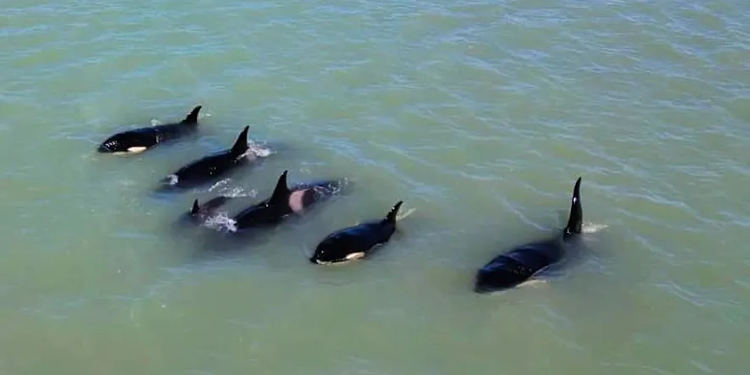 Paso de ballenas por la costa atlántica