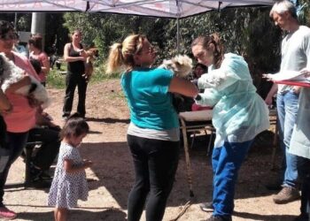 Campaña anual de castración canina y felina