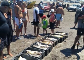 ¿Hay menos peces en el mar?