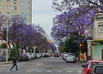 Jacarandá en Bahía Blanca