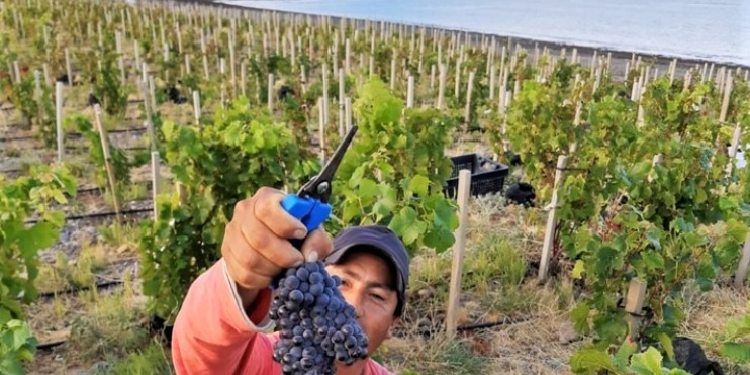 Viñedos en Bahía Bustamante, Chubut