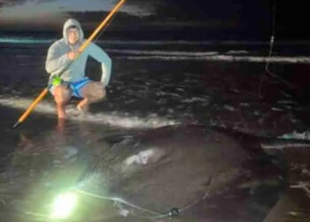 raya gitante en Monte Hermoso