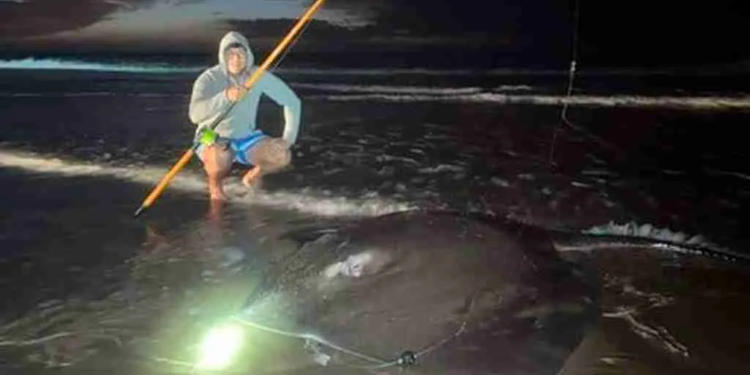 raya gitante en Monte Hermoso