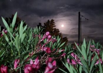 Bajo la luz de la luna. Pacto eterno con el amor