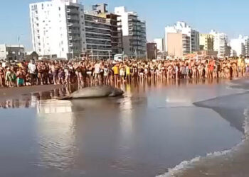 Elefante marino en las costas de Monte Hermoso