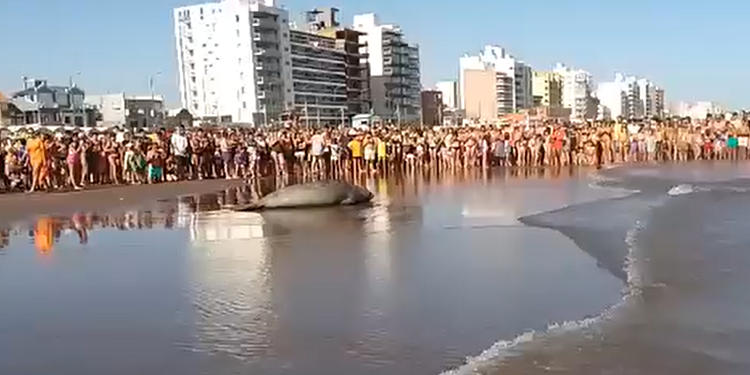 Elefante marino en las costas de Monte Hermoso