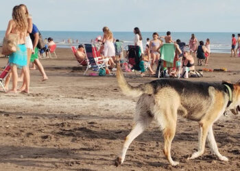 Perros en la playa donde está permitido