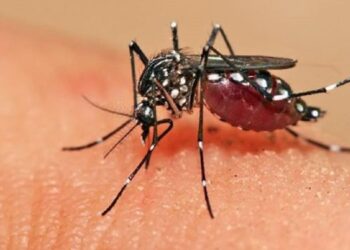 Detectaron dos casos de dengue en turistas procedentes de Santa Fe luego de su ingreso a Monte Hermoso