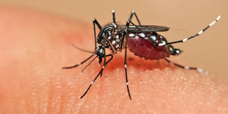 Detectaron dos casos de dengue en turistas procedentes de Santa Fe luego de su ingreso a Monte Hermoso