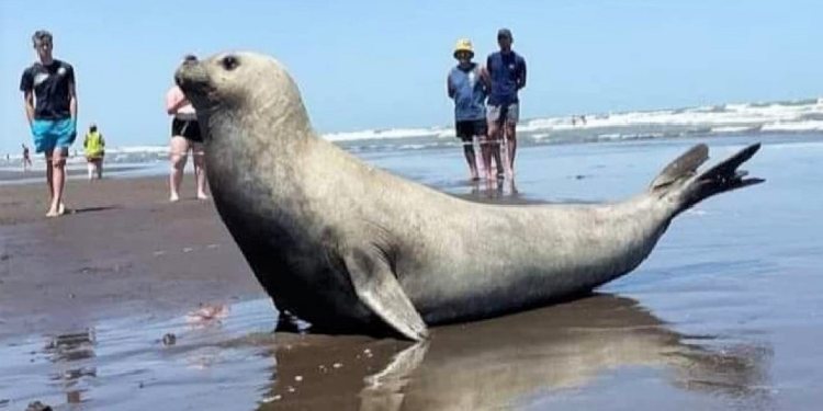 Lobo marino