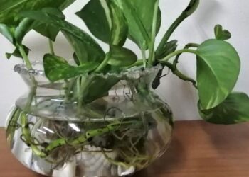 Al menos 3 casos autóctonos de dengue en Bahía Blanca. Alerta: El mosquito puede criarse también en el interior del hogar