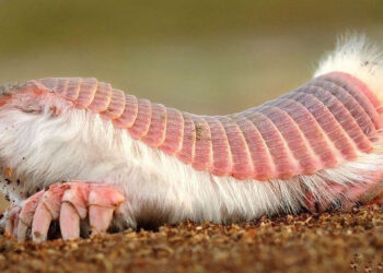 Armadillo rosado Chlamipractus DimartinoI