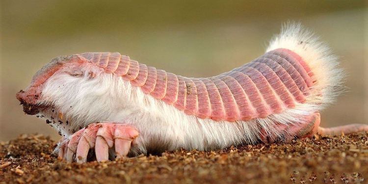 Armadillo rosado Chlamipractus DimartinoI