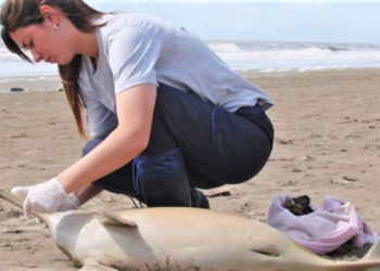 El Museo de Ciencias convoca a interesados en ser voluntarios para la observación y registro de la fauna marina