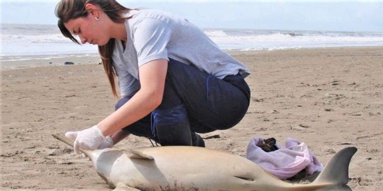 El Museo de Ciencias convoca a interesados en ser voluntarios para la observación y registro de la fauna marina