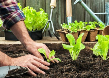 Confirmaron la fecha de la segunda y última entrega gratuita de semillas de otoño e invierno en Monte Hermoso