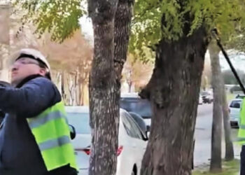 Poda en Coronel Dorrego. Importantes sugerencias sobre el modo correcto de intervenir el arbolado