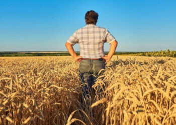 ¿Se viene un cosechón de trigo? Informes del sector proyectan un crecimiento que solo “La Niña” podría sosegar