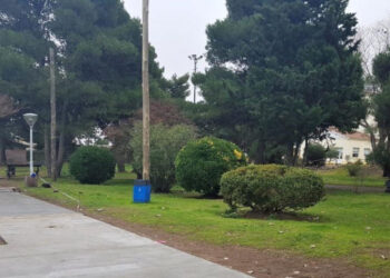 Campaña “Árboles para mi vereda”. Ya se inició la plantación y hay tiempo hasta el 1 de agosto para sumarse